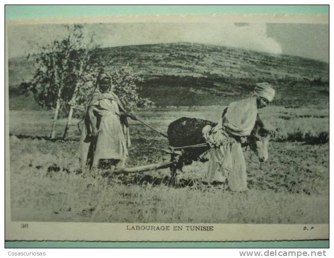 7733 TUNIS TUNEZ  LABOURAGE EN TUNISIE   AÑOS / YEARS / ANNI  1920 - Landwirtschaftl. Anbau