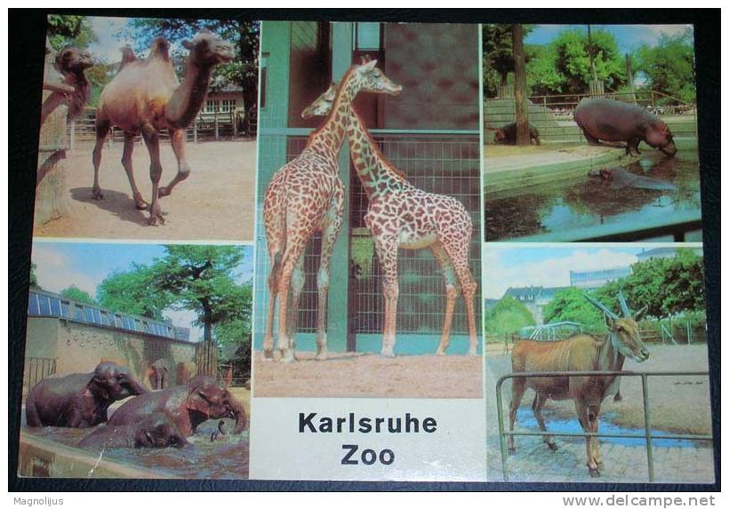 Zoo,Karlsruhe,Animal Park,Camel,Elephant,Giraffe,Hippopotamus,Antilope,Multipicture,postcard - Éléphants