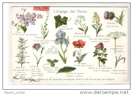 Le Langage Des FLEURS * Datée Du 10-10-08 - Filosofía & Pensadores