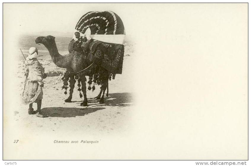 ALGERIE - Chameau Avec Palanquin - Carte Pionnière - Scene & Tipi