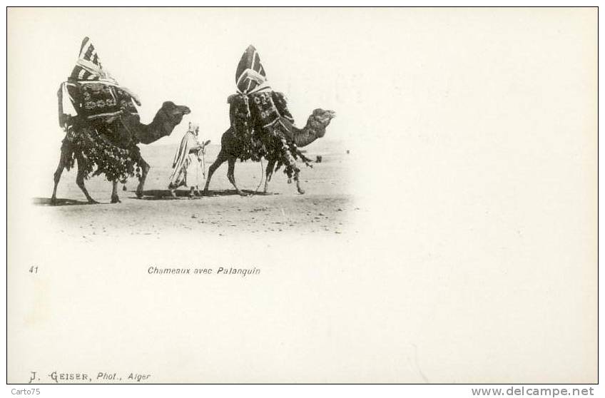 ALGERIE - Chameaux Avec Palanquins - Carte Pionnière - Scene & Tipi