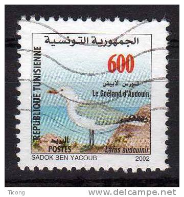 LE GOELAND D AUDOUIN - Tunisie - Seagulls