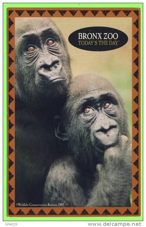 COUPLE DE SINGE DU BRONX ZOO, NY - 1997 - - Monos