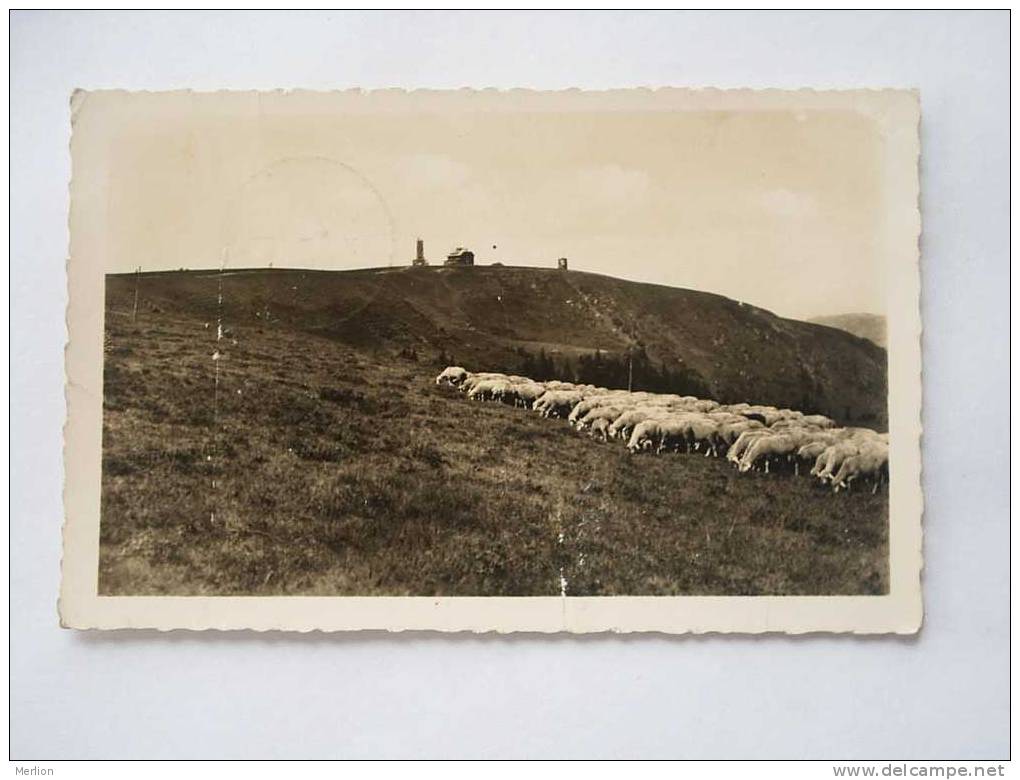 Feldberg -Zastler   - FOTO-AK  1955  F-   D23949 - Feldberg