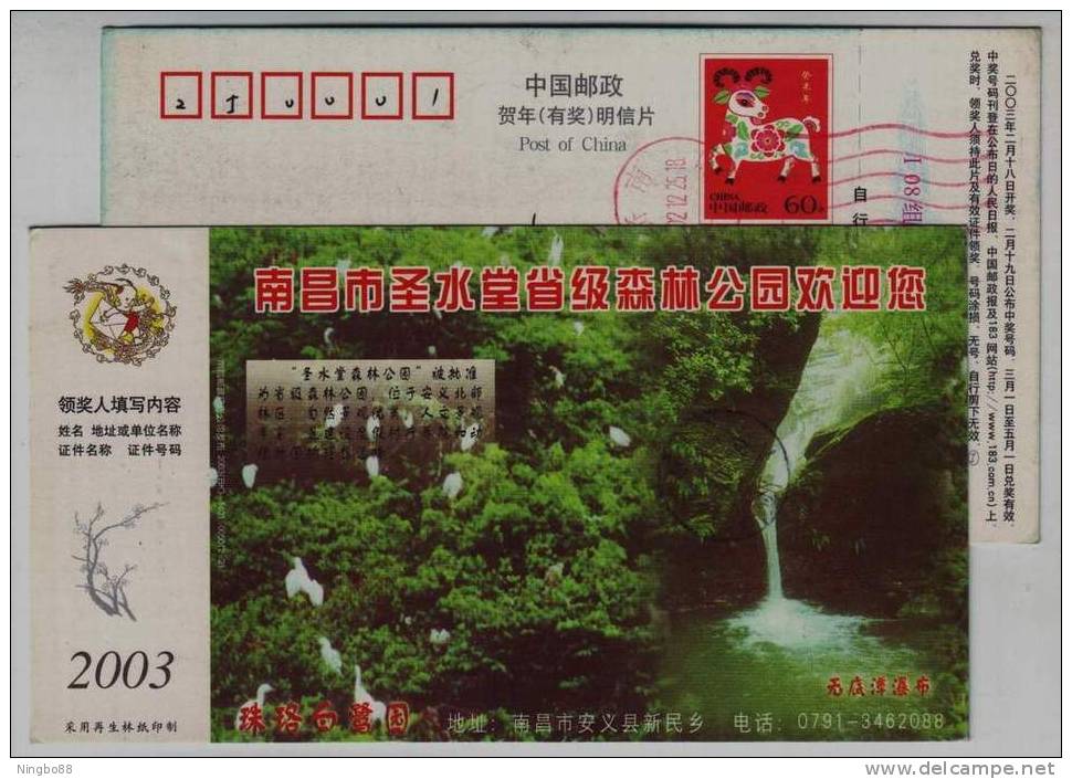 White Egret Bird Habitat,wuditan Waterfall,China 2003 Nanchang Provincial Forest Park Advertising Pre-stamped Card - Cigognes & échassiers