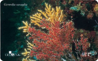 Gerardia S.  ( Croatie ) **  Undersea World - Underwatter - Marine Life - Fish – Poisson - Fishes - Poissons - Corals - Kroatien