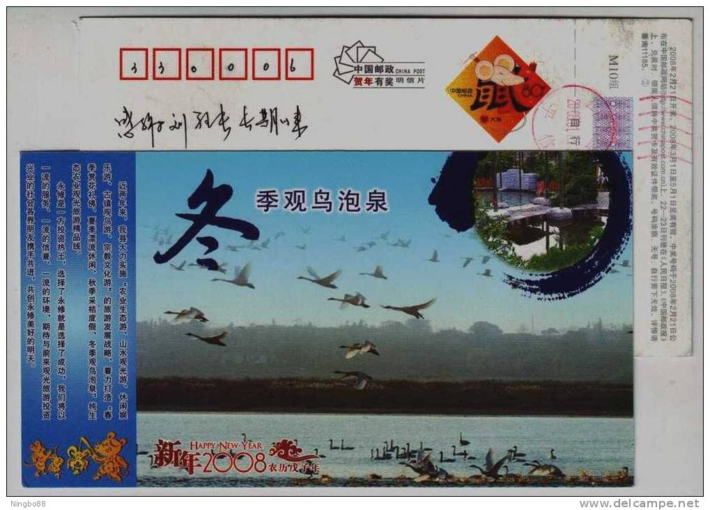 Bird Watching,hot Spring Bathing,swan Lake,swan,China 2008 Poyang New Year Greeting Advertising Pre-stamped Card - Swans