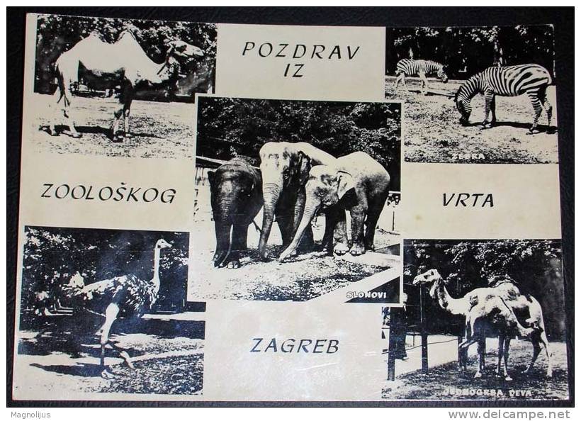 Zoo,Zoologischen Garten,Croatia,Zagreb,Elephants,Camel,Zebra,Ostrich,Multipicture,postcard - Elefantes