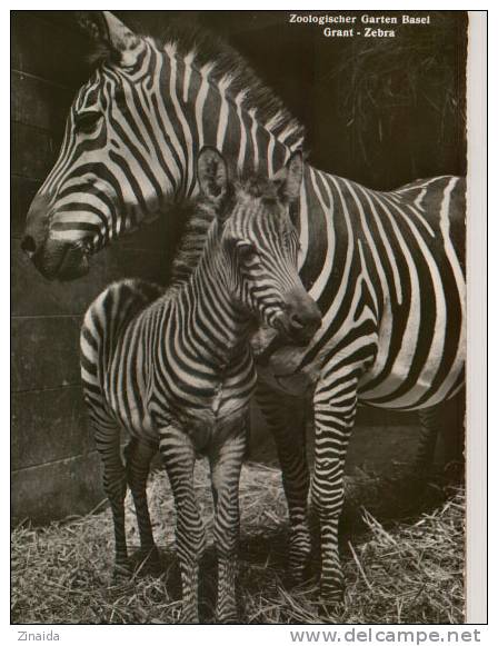 CARTE POSTALE DE ZEBRES AU ZOO DE BALE - ZOOLOGISHER GARTEN BASEL :  GRANT ZEBRA - Zebras