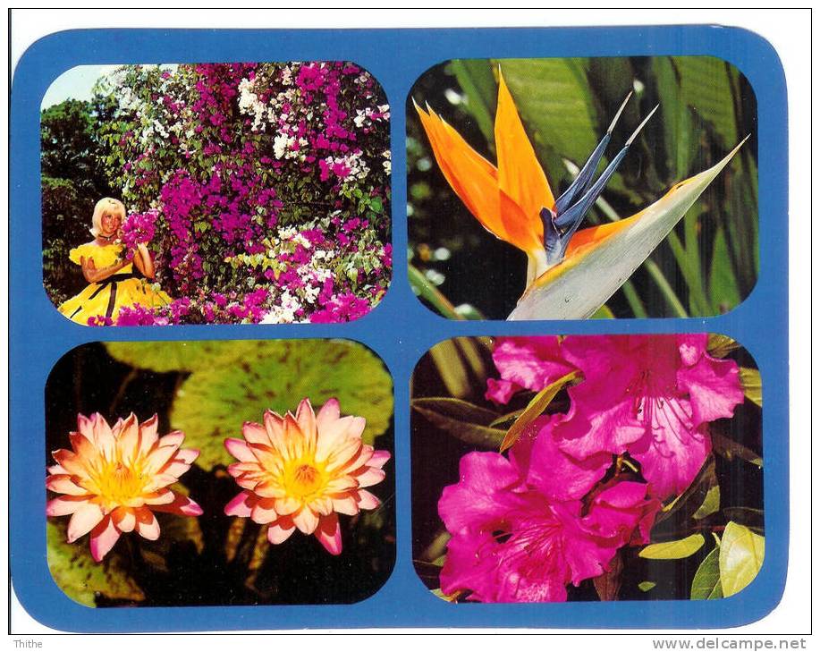 Dazzling FLORIDA Flowers - Fleurs - Carte De Grand Format 13,5 Cm X 17 Cm - Voir Remarque - Autres & Non Classés