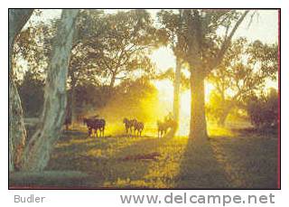 AUSTRALIA : 1981 : Post.Stat. : COUNTRY,HORSES,HORSEMAN,COWBOY, - Entiers Postaux