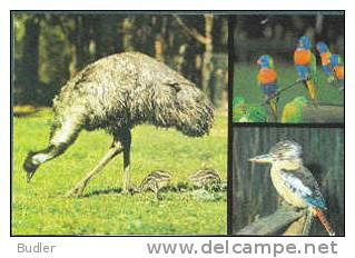 AUSTRALIA : 1981 : Post.Stat. : FAUNA,BIRDS,EMU,KOOKABURRA,LORIKEETS, - Entiers Postaux