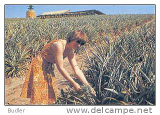 AUSTRALIA : 1978 : Post.Stat. : ANANAS,PINEAPPLE,PLANTATION, - Postal Stationery