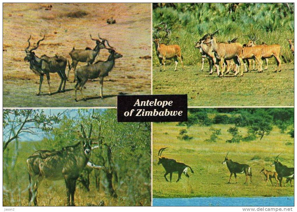 CPM Antilope Du Zimbabwe - Zimbabwe