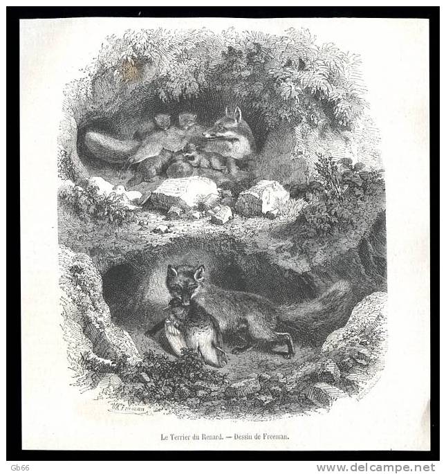 Le Terrier Du Renard, Dessin De Freeman      1867     Gravure - Sammlungen