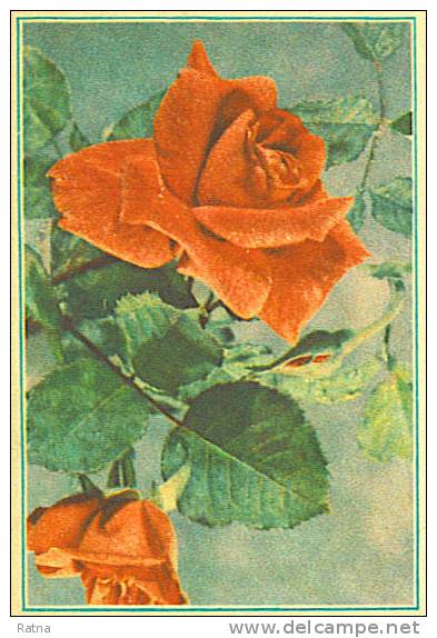 URSS Russie : EP Rose Fleur Plante Rouge - Rosen