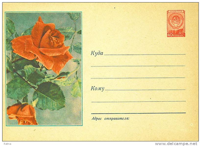 URSS Russie : EP Rose Fleur Plante Rouge - Roses