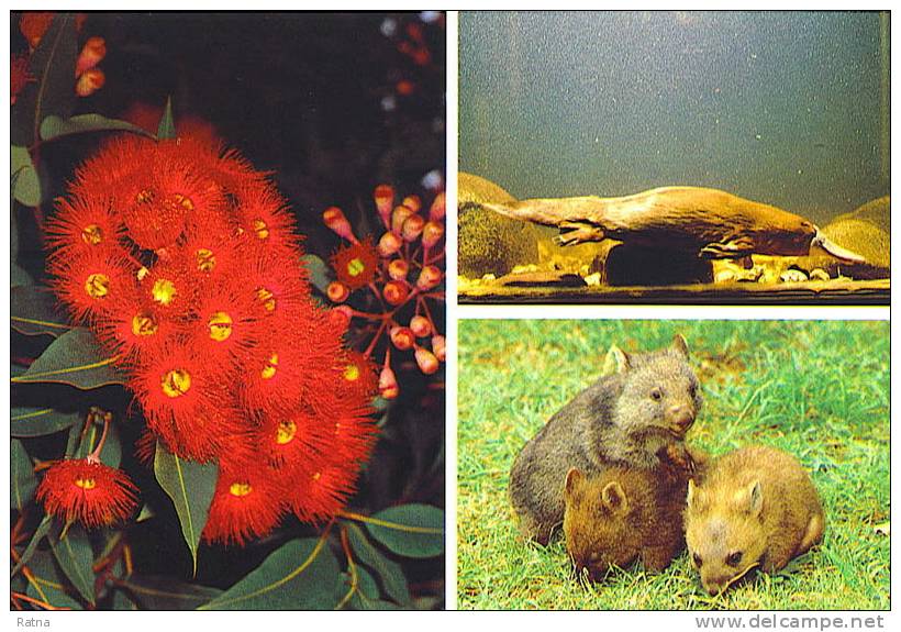 Australie : EP Ornithorynque Mammifere Monotreme Aquatique Platypus Wombats Flowering Gum Fleur - Chauve-souris