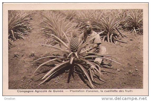 COMPAGNIE AGRICOLE DE GUINEE PLANTATION D'ANANAS LA CUEILLETTE DES FRUITS - Guinée Française