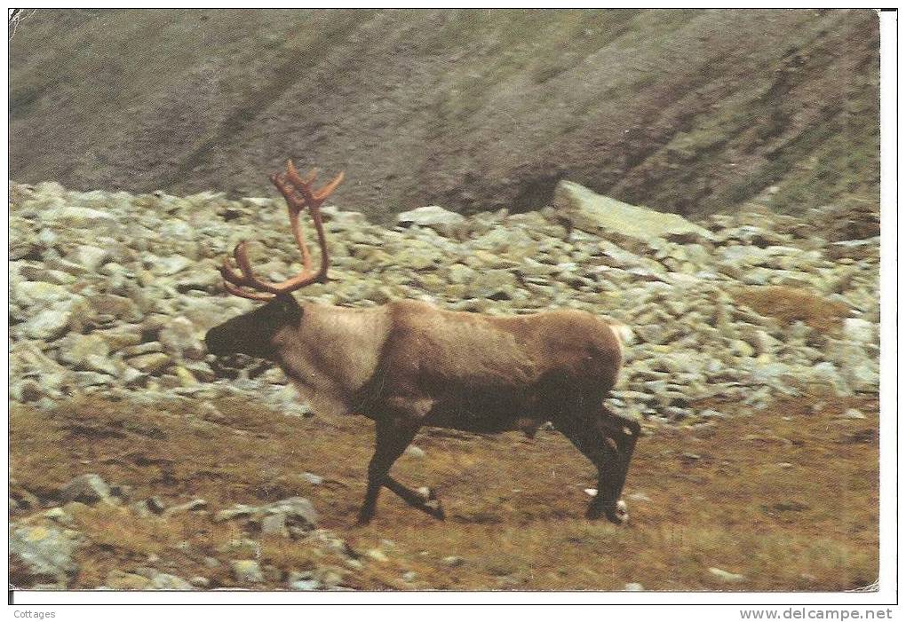 CARIBOU Sur Le Mont Jacques-Cartier - Modern Cards