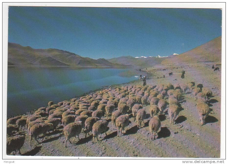 Sur Les Rives Du Lac Yamdrok ,bergers Et Moutons Partent Pour La Journée ,TIBET Central - Tíbet