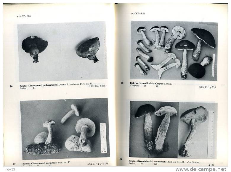 - FOTO-ATLAS DER PILZE . DOCUMENTE VERLAG OFFENBURG/BADEN R. NARDI  . SEDES PARIS 1966 - Nature