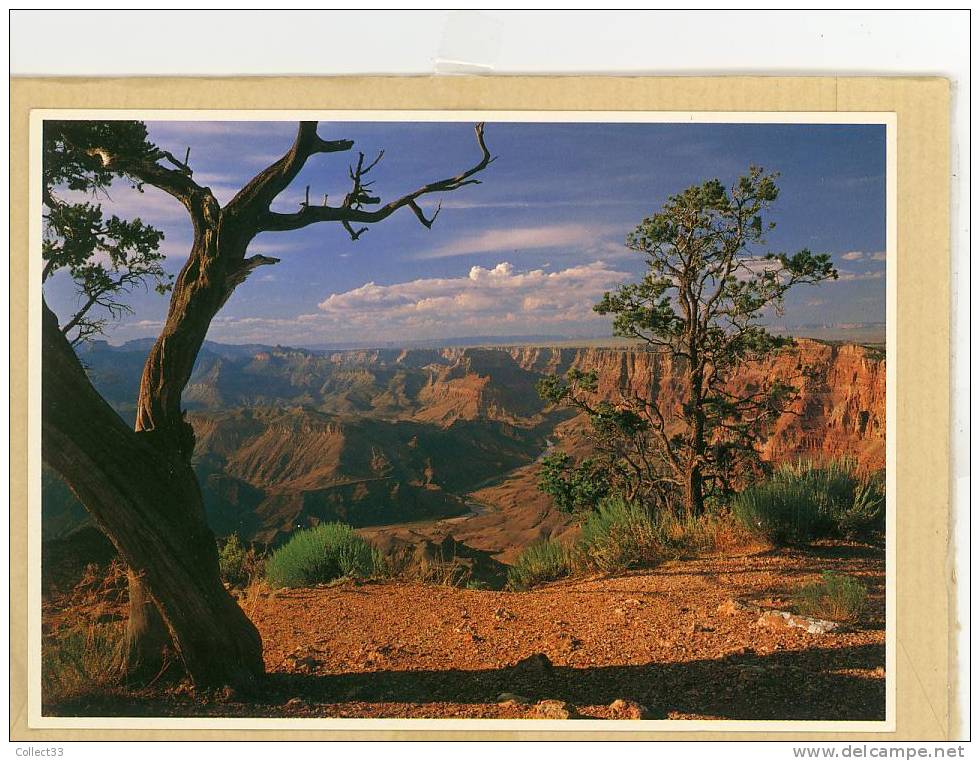 Parc National Du Grand Canyon - CPM écrite - Ed Fred Harvey N° 3856 - Gran Cañon