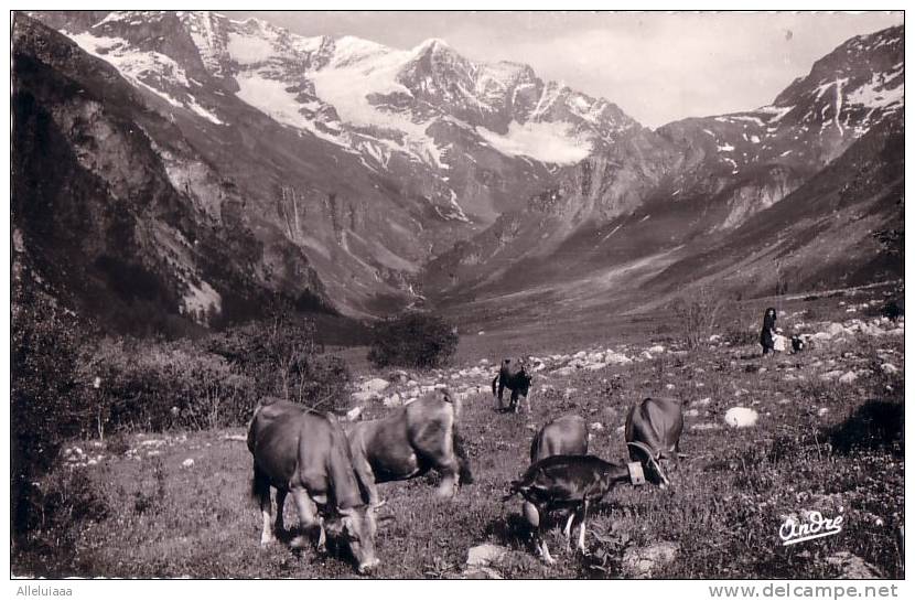 CPSM Format CPA Belle Carte Postale FRANCE Paysage Alpestre Vaches Paturage En Haute-Montagne Animée - REAL PHOTO TBE - Elevage