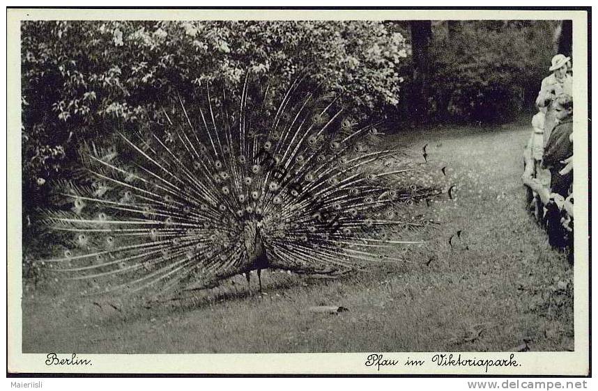 Berlin - Kreuzberg - Pfau Im Viktoriapark - Kreuzberg