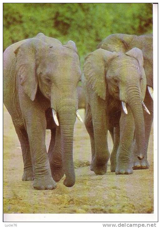 ELEPHANTS  -  Eléphant Family - Éléphants