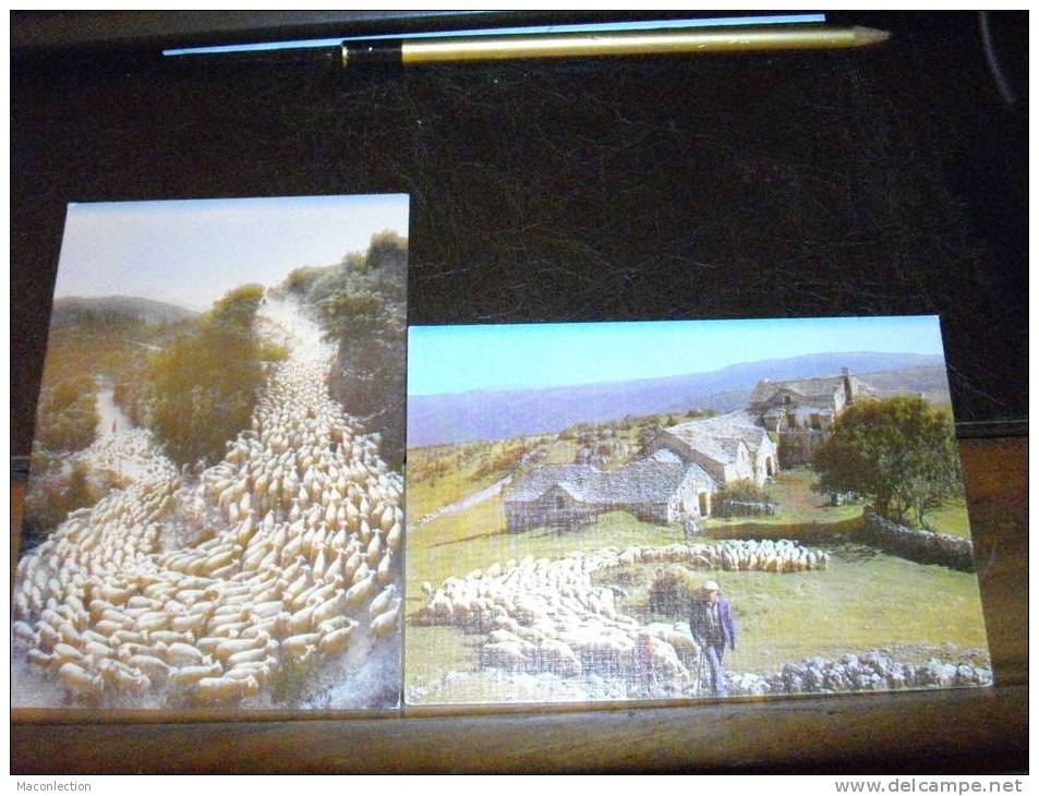 2 Superbes Cartes La Transhumance Mouton Elevage Ovin Berger Pasteur - Crías