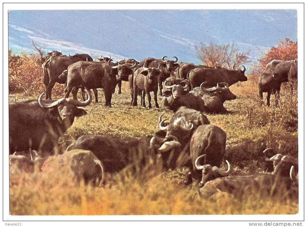 B271 BUFFLES PARC NATIONAL ALBERT KIVU CONGO - Autres & Non Classés