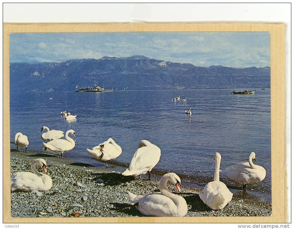 Cygnes Au Bord Du Lac Léman Et Les Alpes De Savoie - CPM écrite - Ed Perrochet N° 5612 - Au