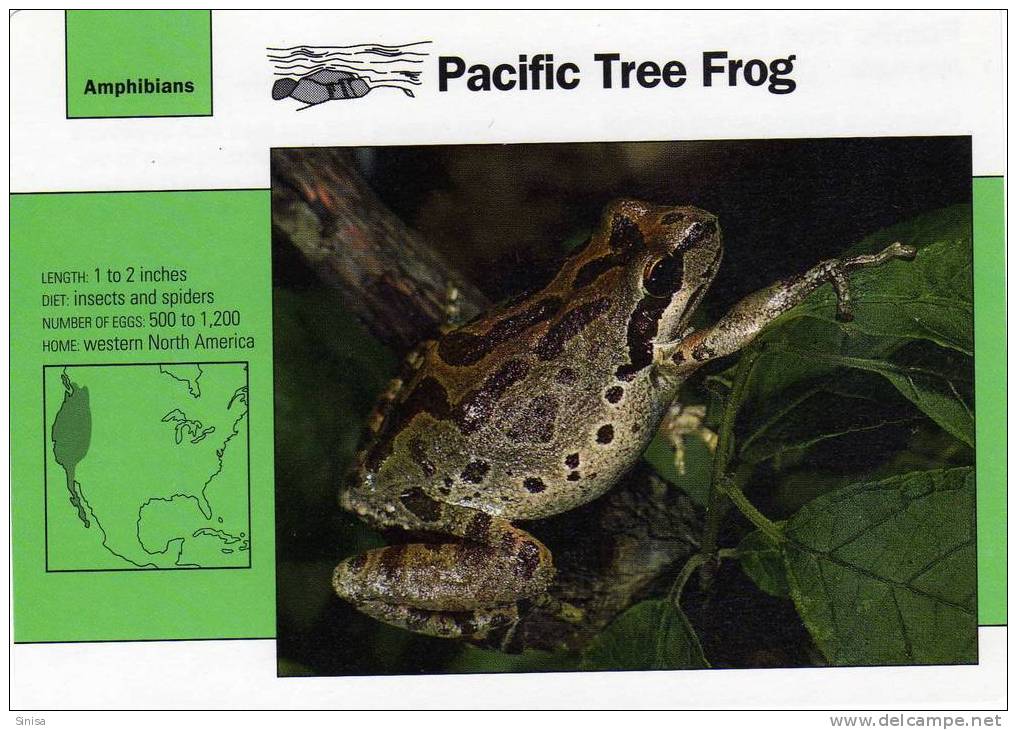 Frogs / Pacific Tree Frog / Special Cards (postcards) With Printed Explanation From The Back Side (exponats) - Kikkers