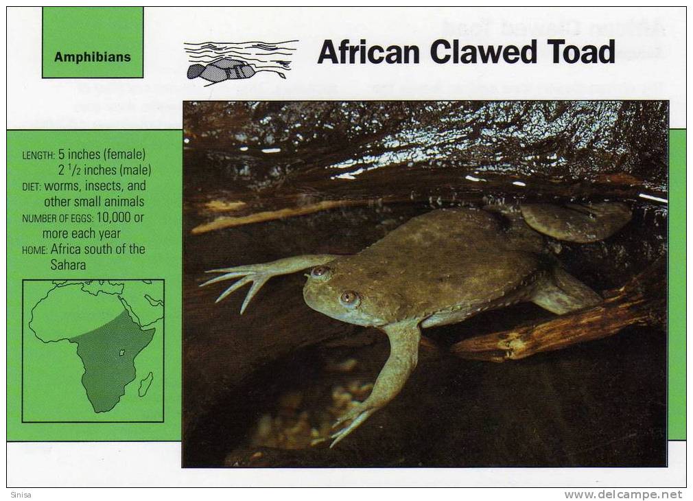 Frogs / African Clawed Frog / Special Cards (postcards) With Printed Explanation From The Back Side (exponats) - Kikkers