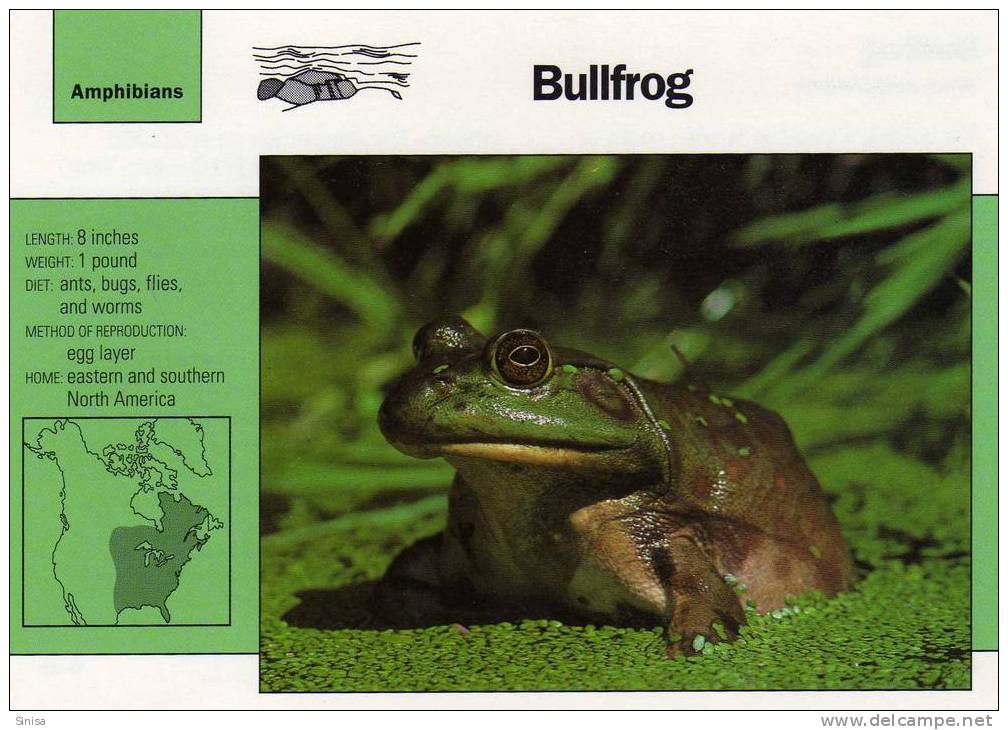 Frogs / Bull Frog / Special Cards (postcards) With Printed Explanation From The Back Side (exponats) - Rane