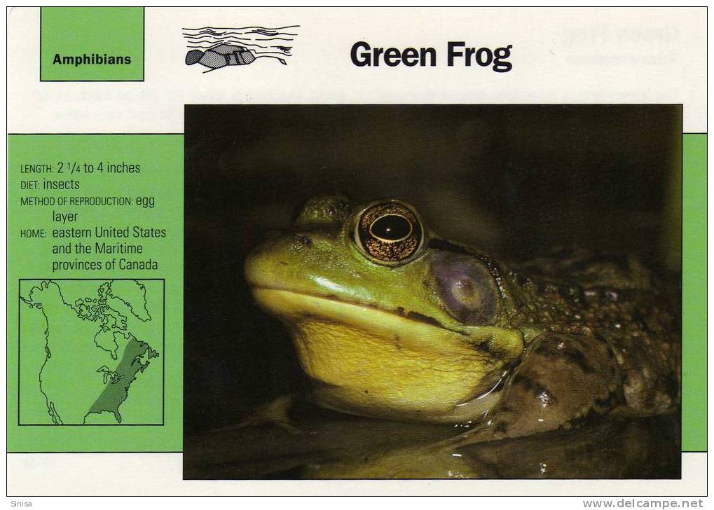 Frogs / Green Frog / Special Cards (postcards) With Printed Explanation From The Back Side (exponats) - Frogs