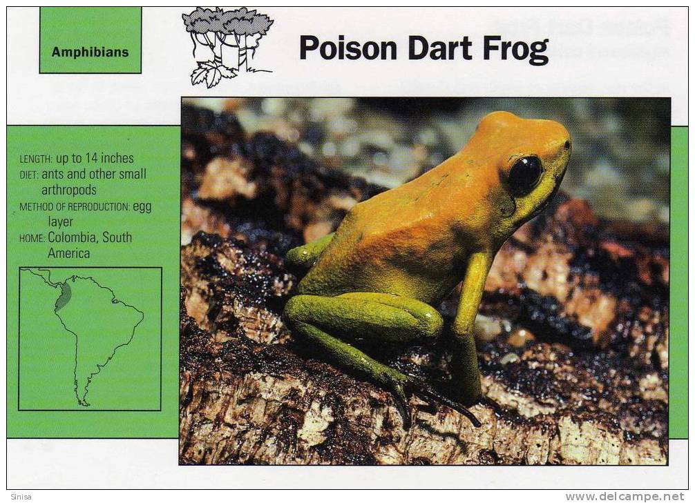 Frogs / Poison Dart Frog / Special Cards (postcards) With Printed Explanation From The Back Side (exponats) - Frösche
