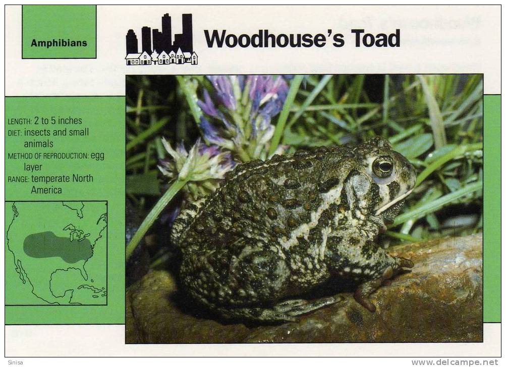 Frogs / Woodhouse`s Frog / Special Cards (postcards) With Printed Explanation From The Back Side (exponats) - Frösche