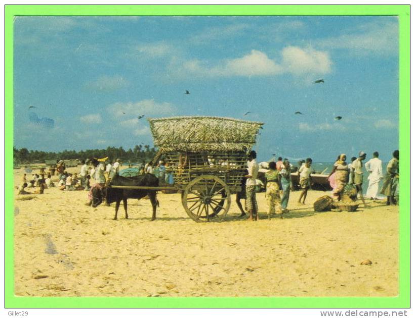 SRI LANKA (CEYLON) - BULLOCK CART ON THE BEACH - LAKE HOUSE PRINTERS & PUB. LTD - - Sri Lanka (Ceylon)