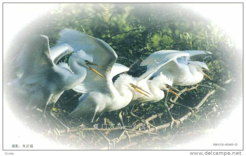 Egret Birds  ,    Pre-stamped Card, Postal Stationery - Cigognes & échassiers