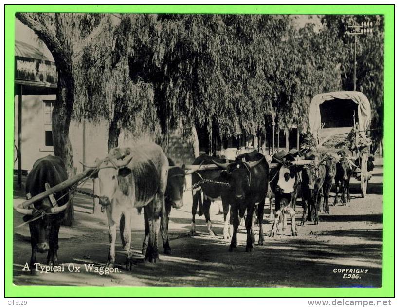 ATTELAGES DE BOEUFS - A TYPICAL OX WAGGON - DOS 3/4 - - Attelages