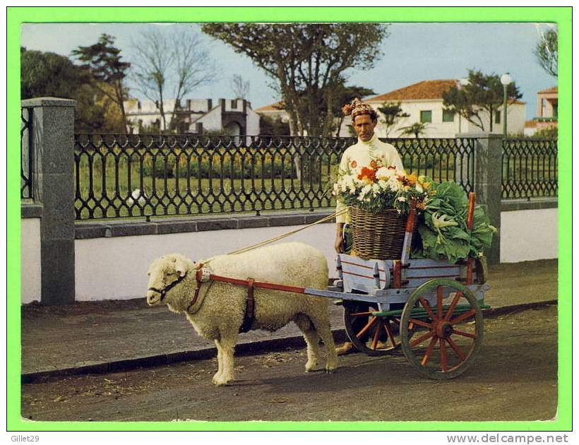 AÇORES, PORTUGAL - CHARIOT À MOUTON - SHEEP CART - CARRAÇA DE CARNEIRO - CIRCULÉE EN 1977 - - Açores