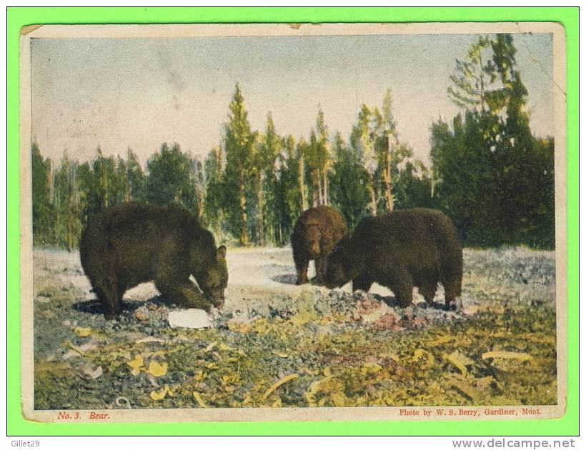 OURS - BEARS - PHOTO W.S. BERRY - CARD TRAVEL IN 1909 - - Bears