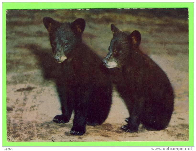 OURS - BEARS - 2 BLACK BEAR CUBS - CIRCULÉE - - Bären
