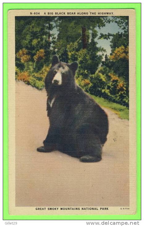 OURS - A BIG BLACK BEAR - GREAT SMOKY MOUNTAINS NATIONAL PARK - - Osos