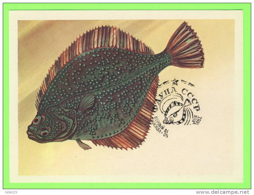 CARTE MAXIMUM - POISSON - FISH -  RUSSE - SOLE - NUM. YVERT 5021 - - Tarjetas Máxima