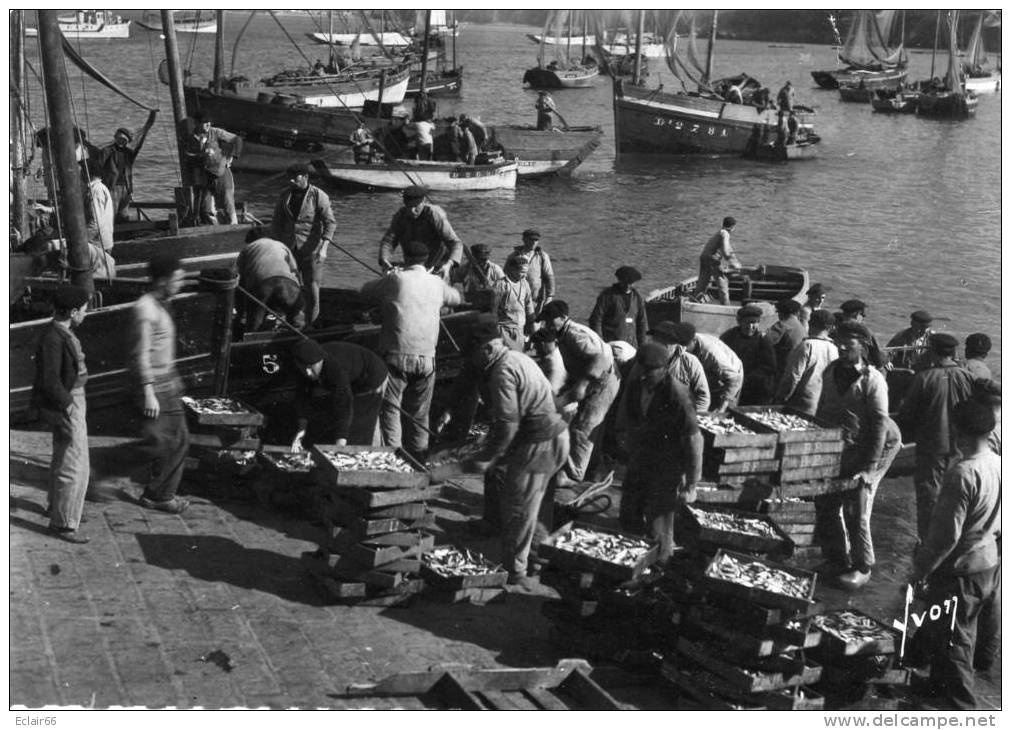 29   DOUARNENEZ - Arrivage De Sardines (Animation) - Carte Grand  Format Année 1953EDIT  YVON - Douarnenez