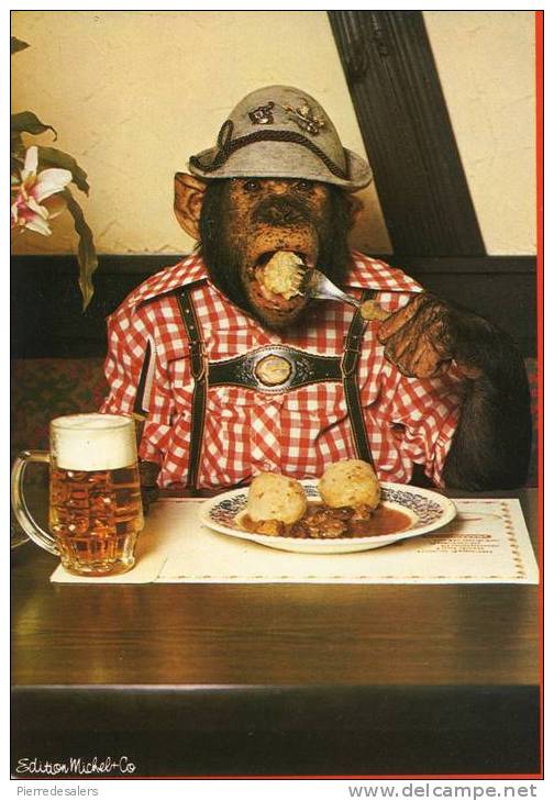 Animaux - Chimpanzé - Humour - Bavière - Singe Buveur - Primate - Bière - Alcool - Monkeys