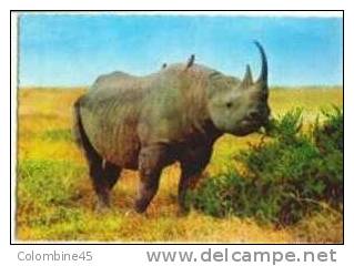 Cpm Rhinoceros D Afrique Rhino - Neushoorn
